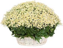 Цветочная композиция из Ромашки в корзине #REPLACE_PRED# Вожеге
